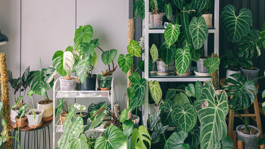 Green Elegance: Bringing Nature Indoors with Eco-Friendly Decor